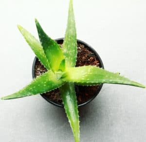 A aloe vera plant