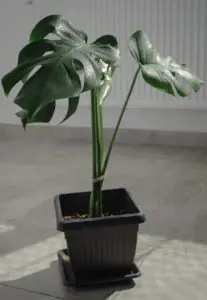 A monstera plant