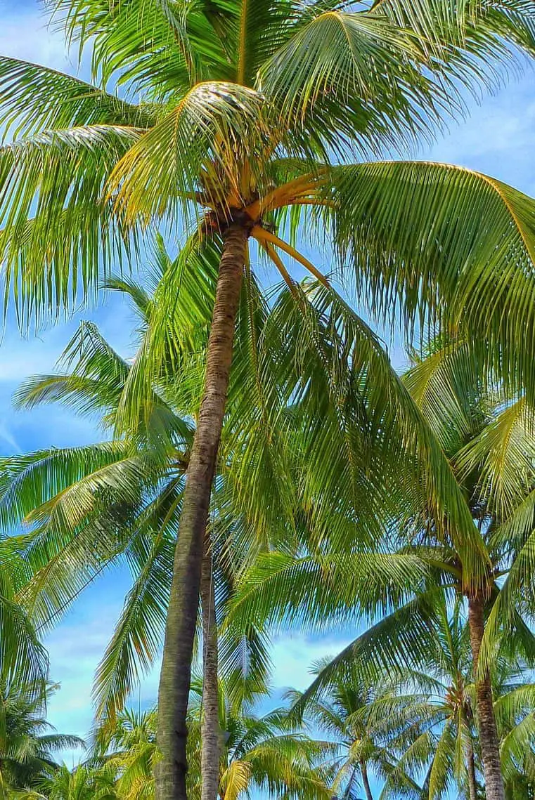 How Do You Save An Overwatered Palm Tree? (Solution & More)