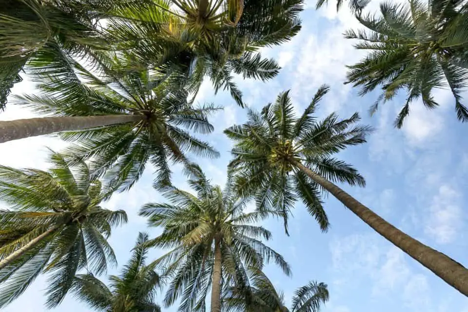 Lots of palm trees on the article How Do You Save An Overwatered Palm Tree