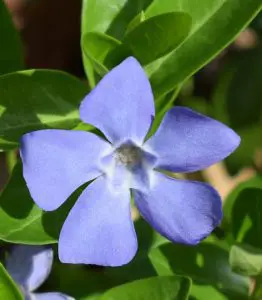 A periwinkle