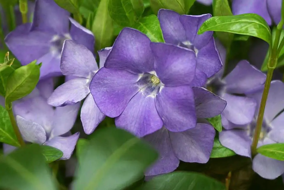 Purple periwinkle flowers on the article Can Vinca Vine Grow Indoors