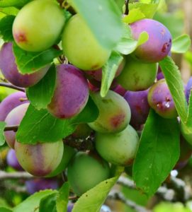 Lots of plums on a tree