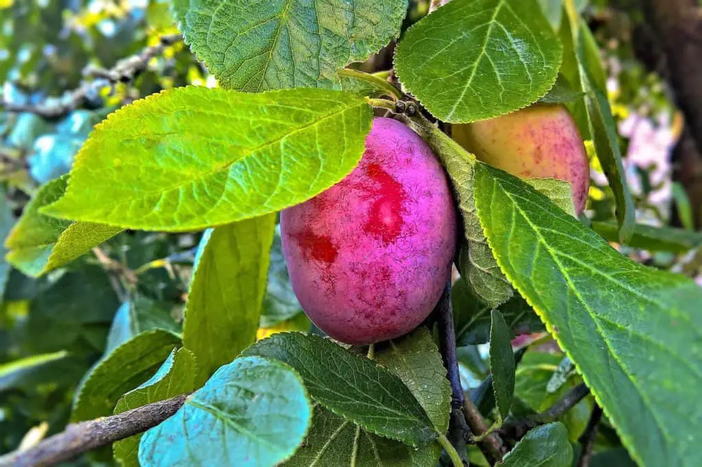 A purple plum tree on the article Purple Leaf Plum Tree Problem