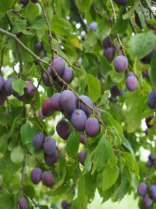 Lots of purple plums