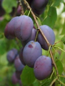 Lots of purple plums