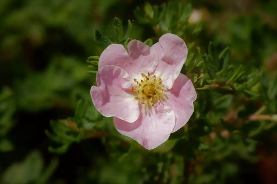 A potentilla on the article How and When to Prune Potentilla