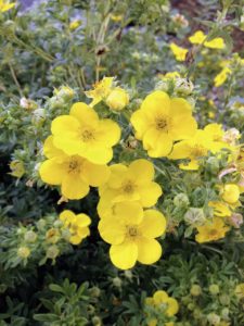 Small yellow flowers