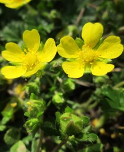 Two small yellow flowers