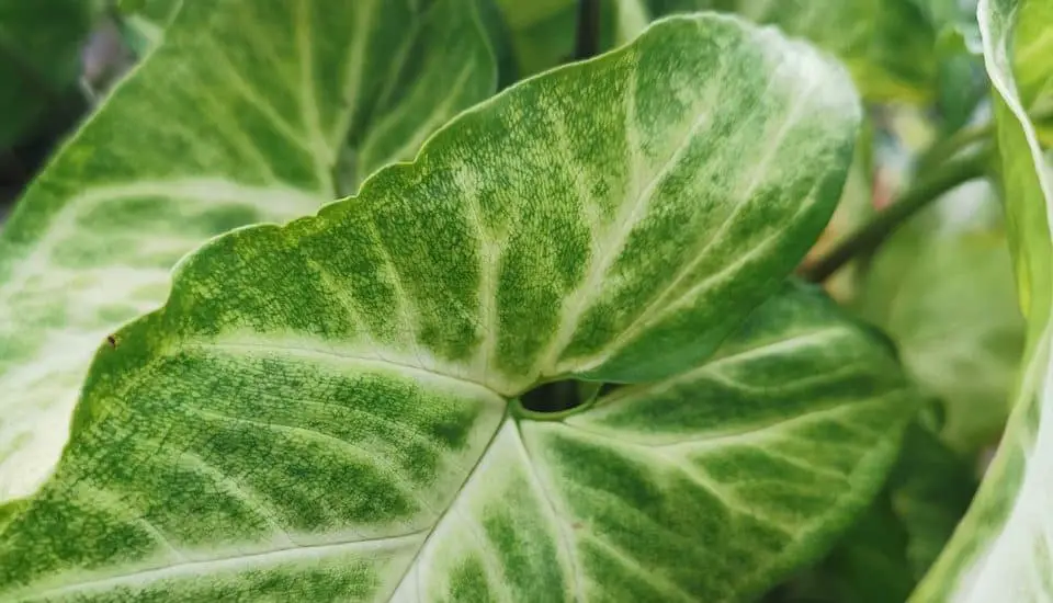 A syngonium plant on the article Types Of Syngonium