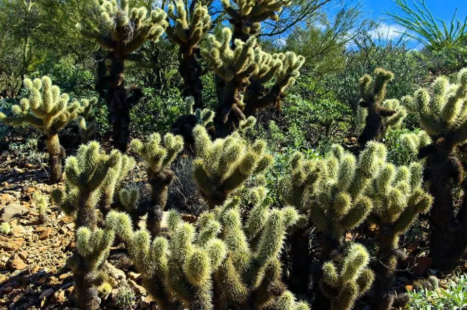 Teddy bear cholla on the article Jumping Cholla Vs Teddy Bear Cholla