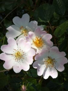 Some small white flowers