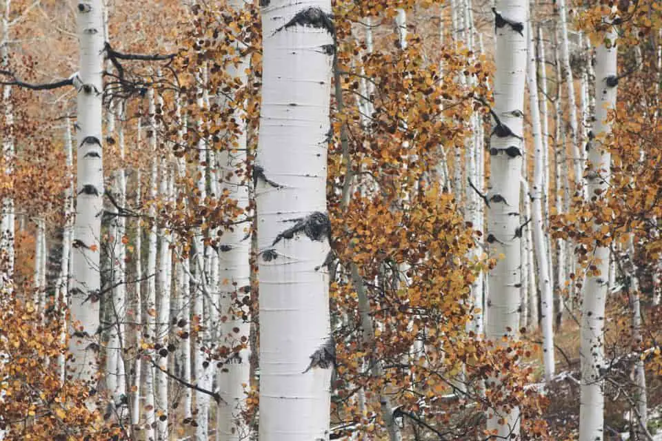 Aspen trees on the article Aspen VS Poplar