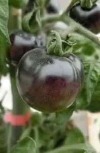 A black colored tomato