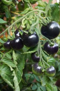 Black tomatoes