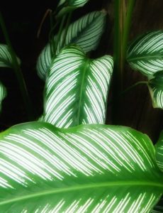 A calathea ornata