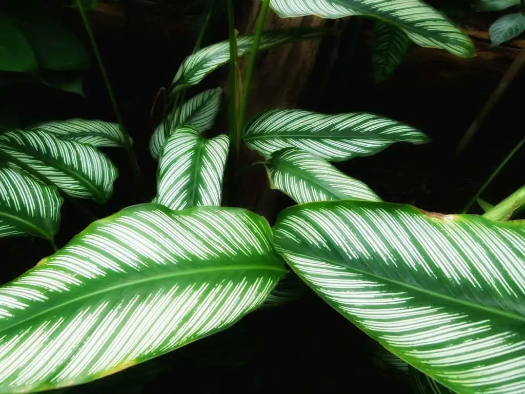 A calathea ornata on the article Why are my Calathea Ornata Leaves Curling