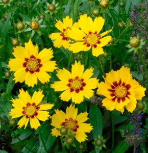 Coreopsis