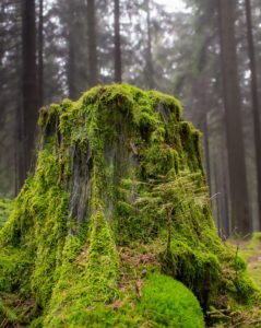 A tree stump