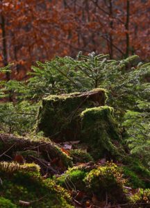 A tree stump