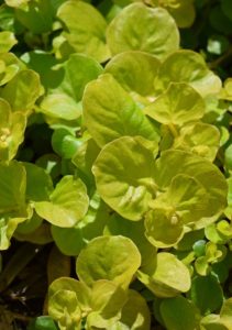 Golden moneywort