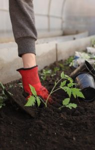 Red gloves digging up a plant