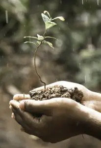 Hands holding soil and a plant