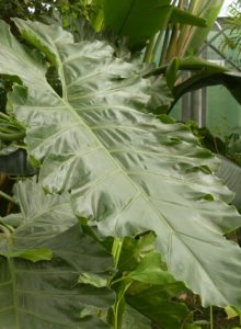 A philodendron