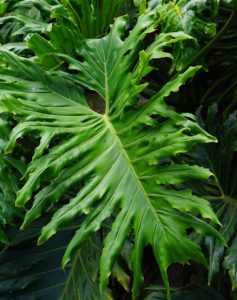 A philodendron