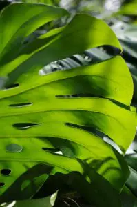 A green leaved monstera