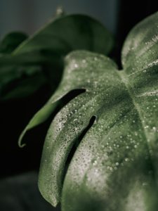 A large leaved plant