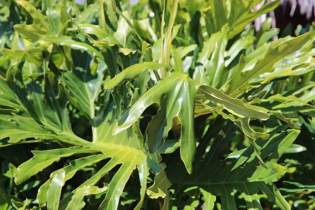 A philodendron on the article How do you Care for a Philodendron Tiger Tooth