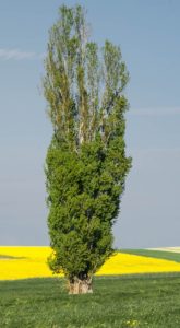 Poplar tree