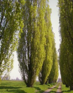 Poplar trees