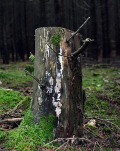 A tree stump