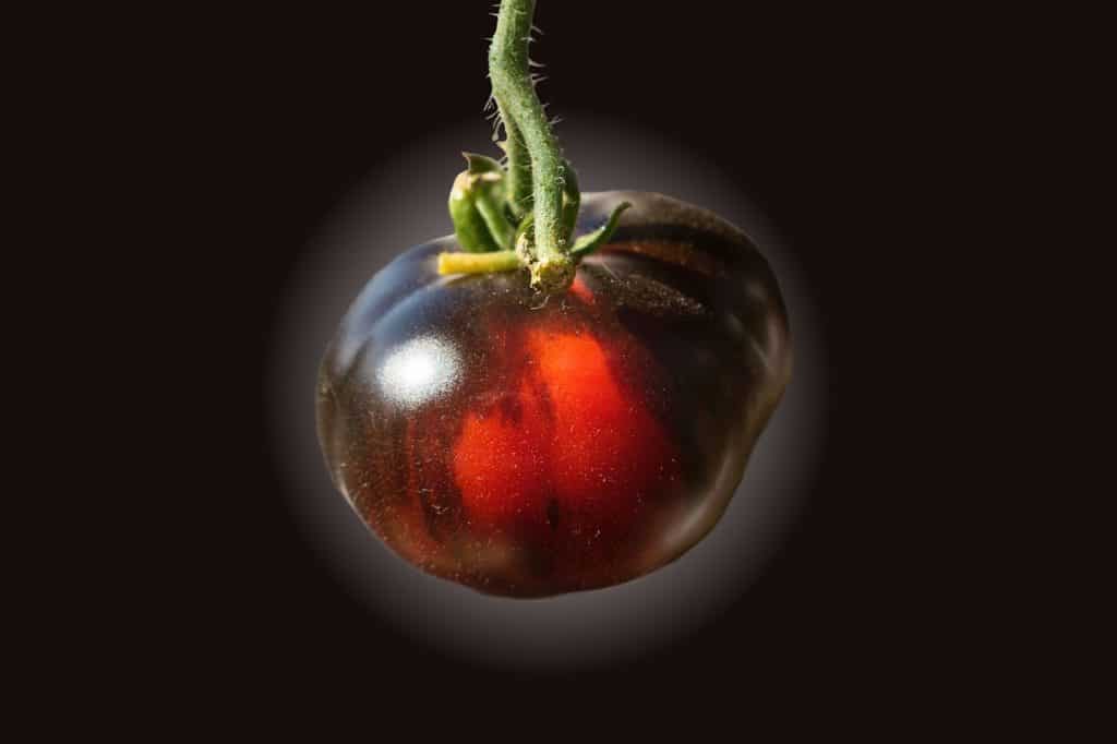 A black tomato on the article Black Krim Vs Cherokee Purple