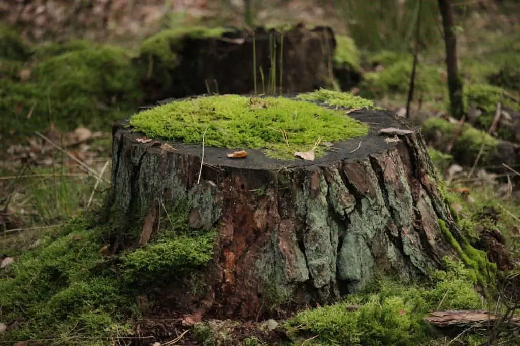 A tree stump on the article How Long Do I Have To Wait Before Planting After Stump Grinding