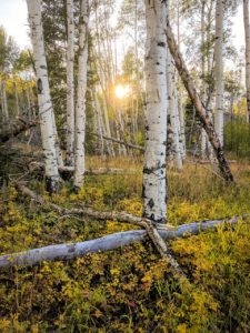 Aspen trees