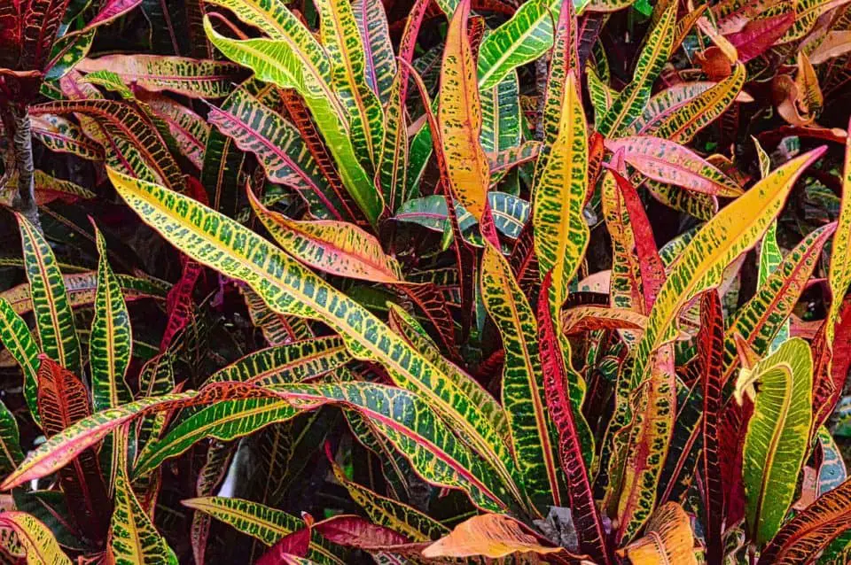 A croton plant on the article Why are my Croton Leaves Drooping