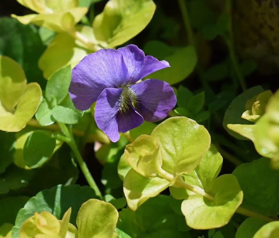 A creeping jenny on the article What Are Good Companion Plants For A Creeping Jenny