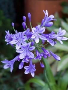 An agapanthus