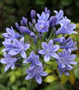 A agapanthus