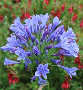 A agapanthus