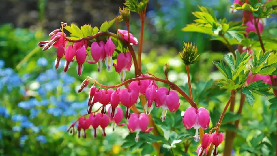 A bleeding heart on the article How do you Take Care of a Bleeding Heart in a Hanging Basket
