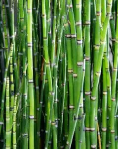 Bamboo shoots