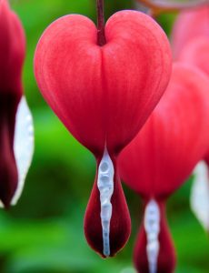 A bleeding heart