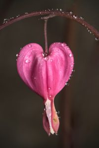 A bleeding heart flower