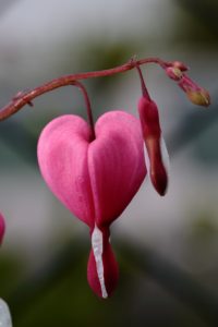 Bleeding hearts flower