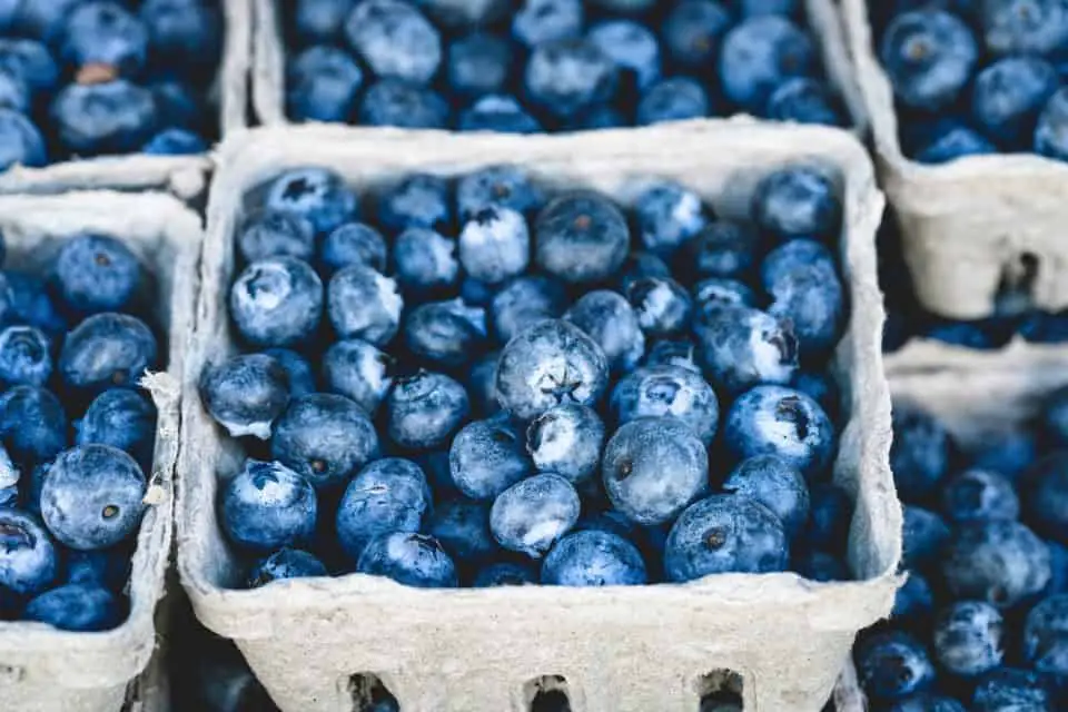 Blueberries on the article How to Plant Blueberries in Oregon