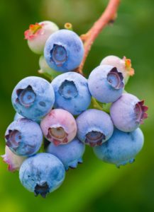 Blueberries